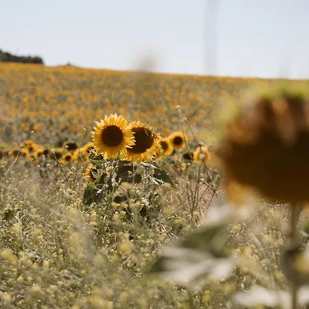 ホテル La Carrena ヘレス