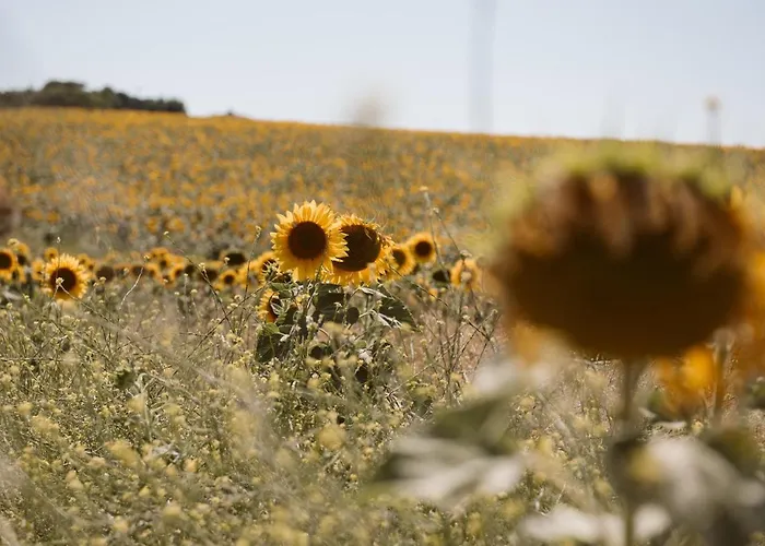 Hotel La Carrena Jerez de la Frontera